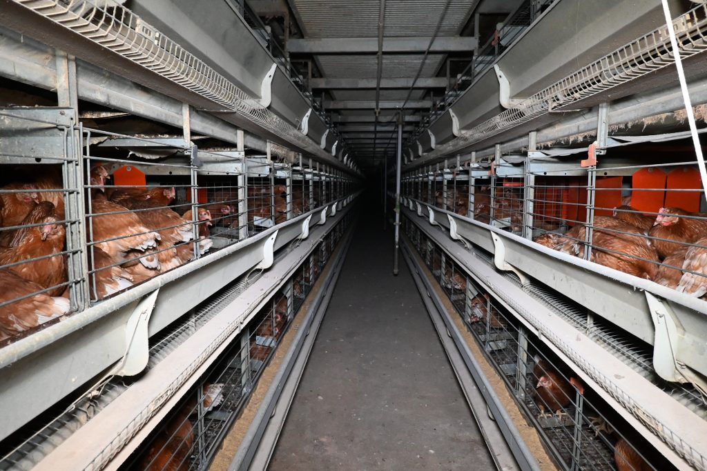 The proportion of eggs produced by caged hens in the UK has fallen to a record low, prompting renewed calls for the government to introduce a nationwide ban.