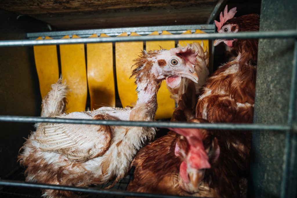 New government figures due this week are expected to show that eggs from caged hens are at an all-time low. Campaigners say that this is progress worth noting, but they also warn that it risks masking a deeper issue: the pace of change is uneven, and without legislation and every supermarket committing, it may stall.