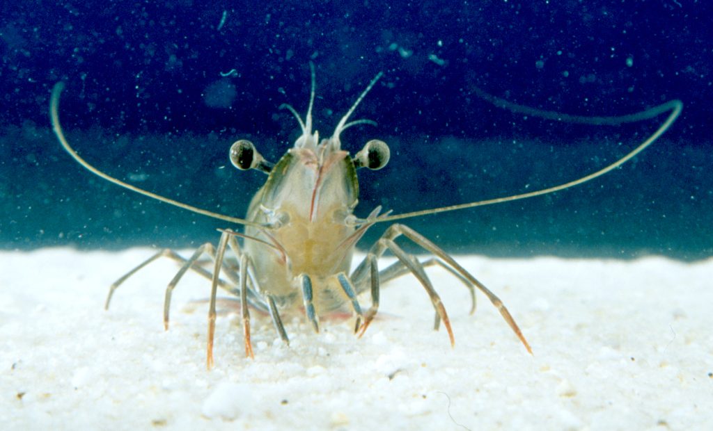 By CSIRO, CC BY 3.0, https://commons.wikimedia.org/w/index.php?curid=35474696