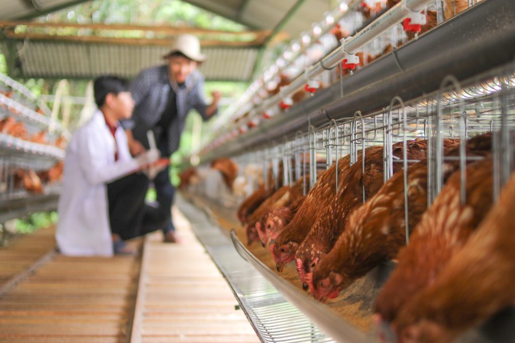 Many of the world’s food companies are failing to turn animal welfare commitments into meaningful action, according to the latest Business Benchmark on Farm Animal Welfare report.
